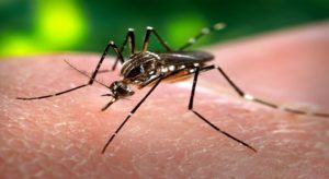 febre_chikunguia-300×164