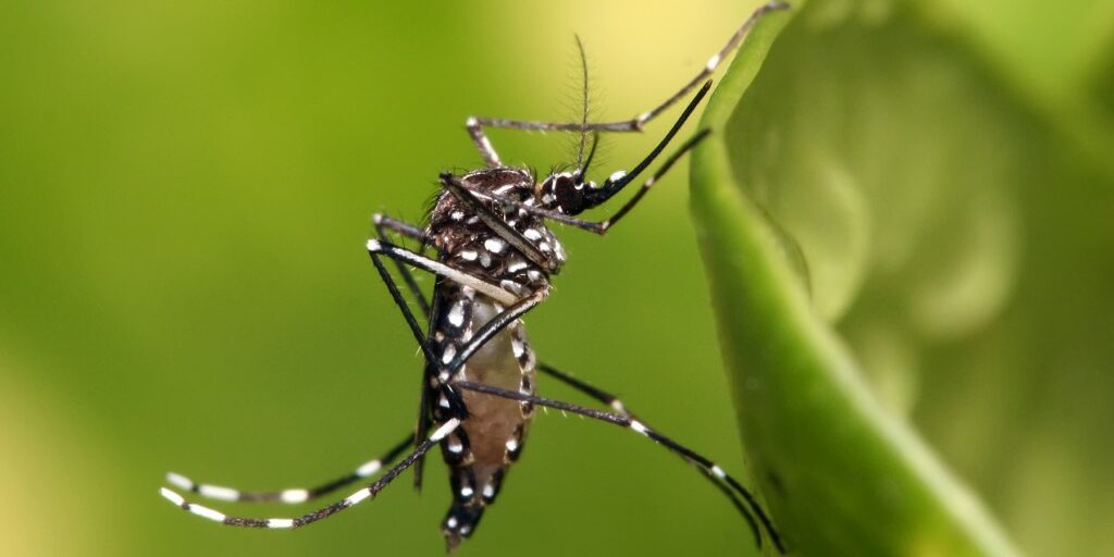 Aedes_aegypti-1024×682